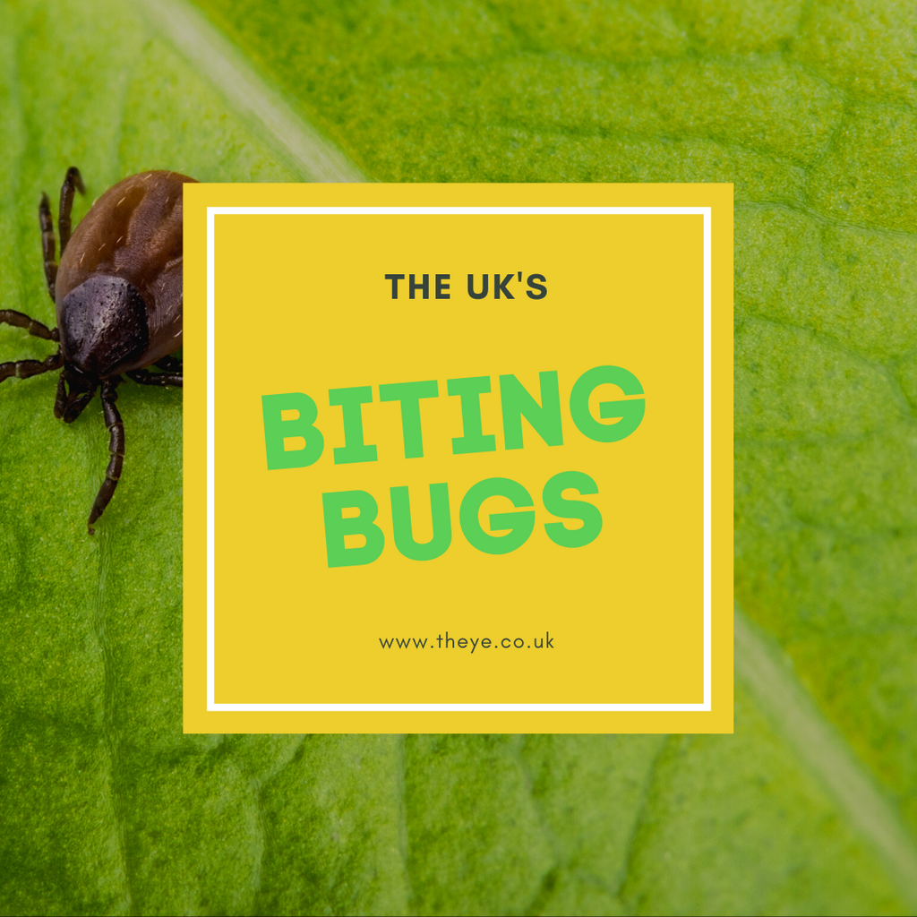 The UK s biting bugs are out in force. Here s how you can stay