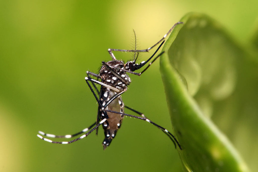 There's an increasing risk of virus carrying mosquitos in Europe. Here's why.