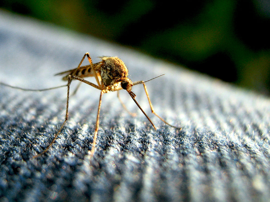 Make sure you’re prepared for mosquitos on your hiking holiday