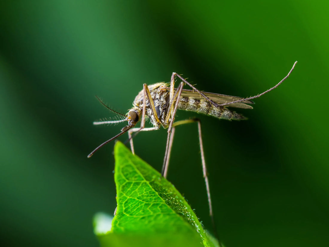 Transmitted Diseases in the Canary Islands