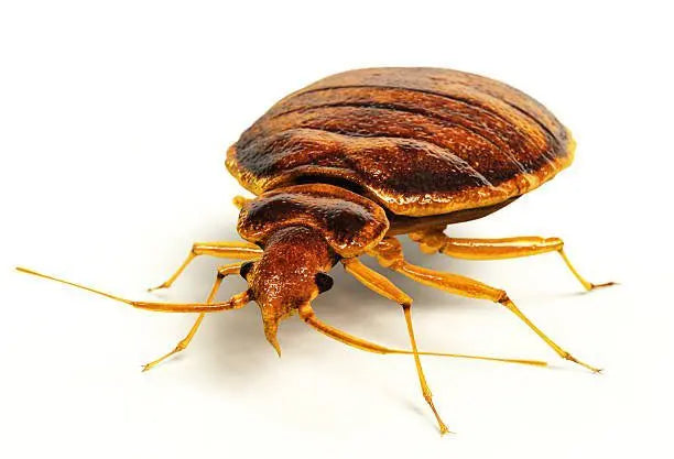 Bed Bugs and How to Keep Them at Bay