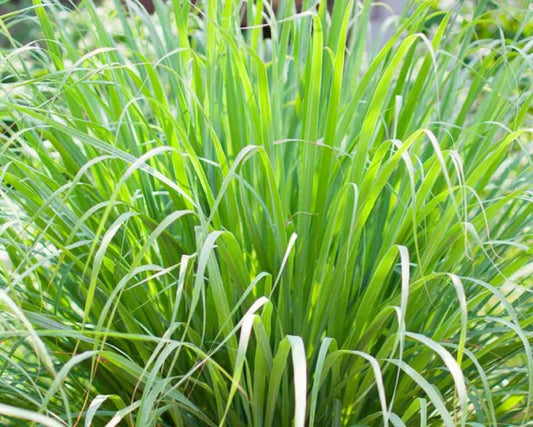 What is Citrepel®75 and why do we use it at THEYE®