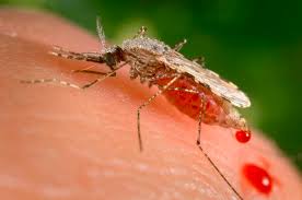 What is the West Nile virus, and how do mosquitos spread it?
