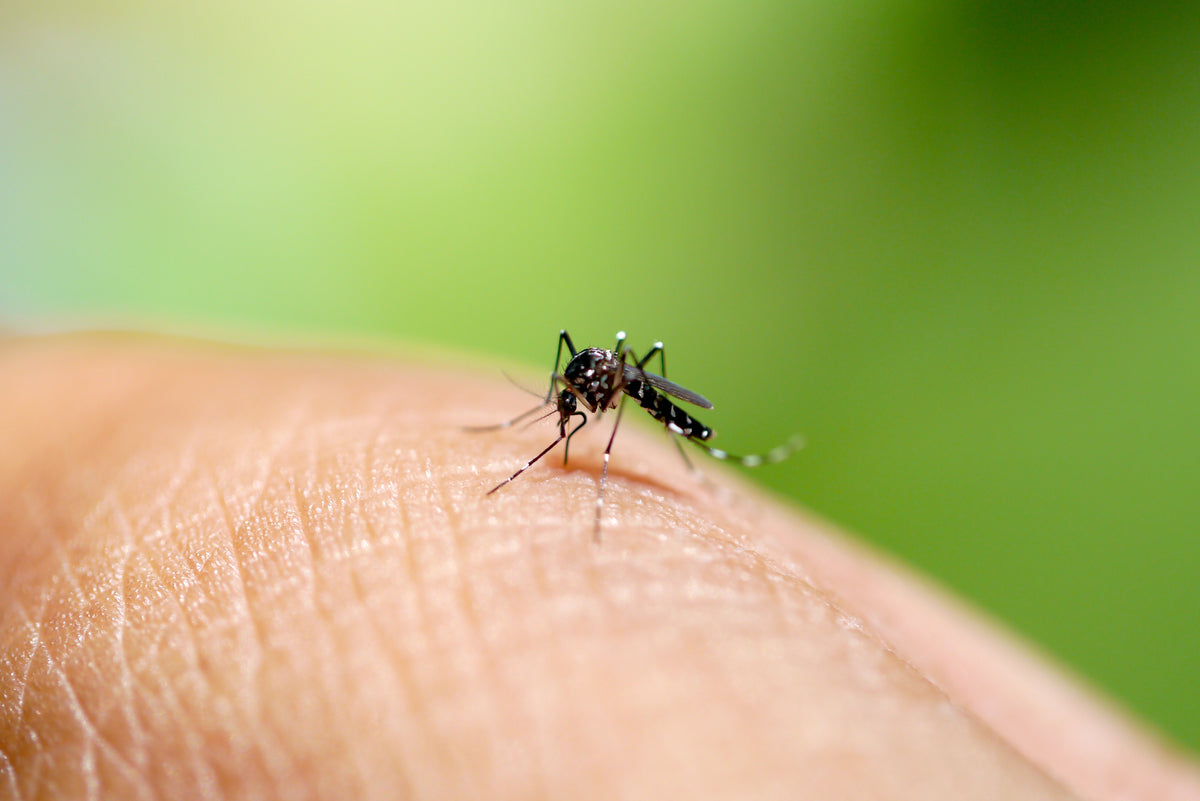 The Science Behind the Redness and Itch caused by Mosquito Bites