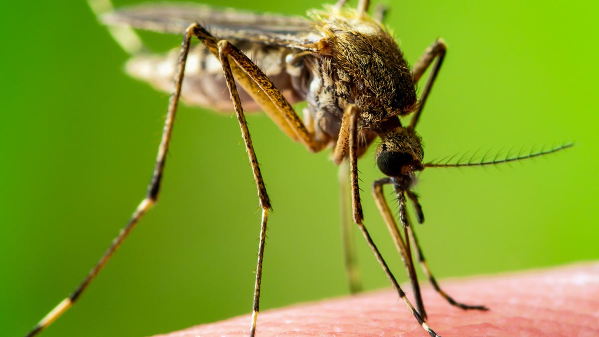 Your mosquito myths busted
