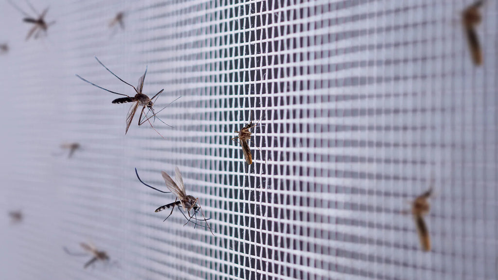 Not Just a Mosquito Repellent: THEYE’s All-in-One Insect Repellent for All Biting Insects